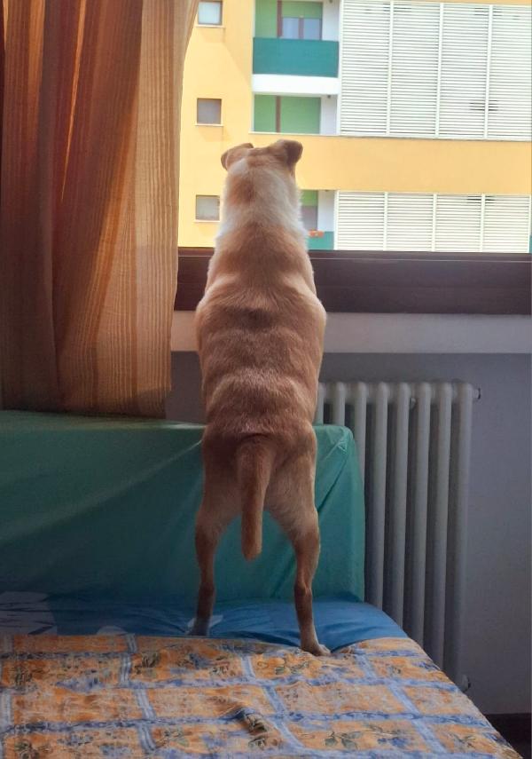 🐾 “Birillo: Da Strada e Paura a un Divano e Tante Coccole?” 🐾 Foto 2